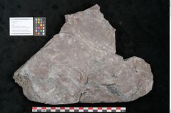Foto (Objekt + Etikett) von Pecopteris sp.  (NHMW-GEO-2024-0188-11220)